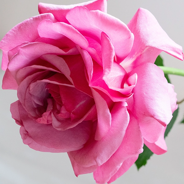 品種名COMING SOON